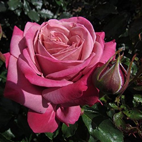 Rosa  Fabulous™ - růžová - Stromkové růže s květmi čajohybridů - stromková růže s rovnými stonky v koruně